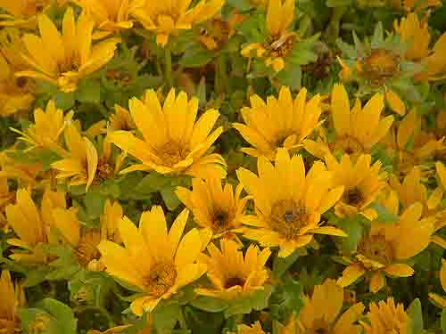 Daisies
